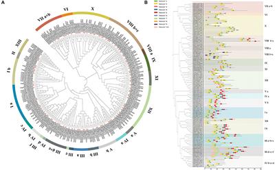 Genome-Wide Characterization and Analysis of <mark class="highlighted">bHLH Transcription Factors</mark> Related to Anthocyanin Biosynthesis in Fig (Ficus carica L.)
